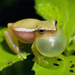 Painted Tree Frog - Photo (c) Kevin Schafer, some rights reserved (CC BY-NC-ND), uploaded by Kevin Schafer