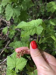 Ribes biebersteinii