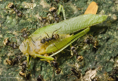 Dolichoderus bispinosus