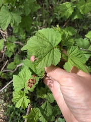 Ribes biebersteinii