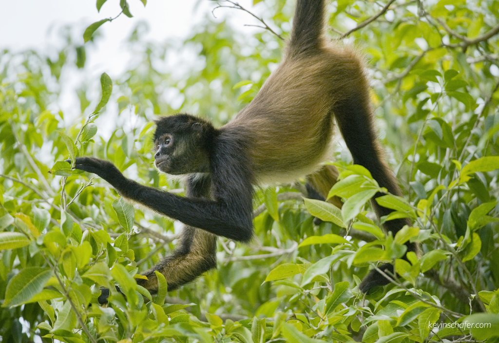 Macaco Aranha Geoffroys, Ateles Geoffroyi, Também Conhecido Como