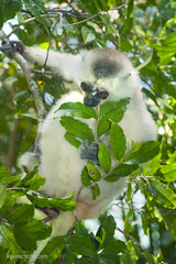 Propithecus candidus