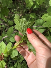 Ribes biebersteinii