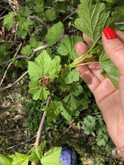 Ribes biebersteinii