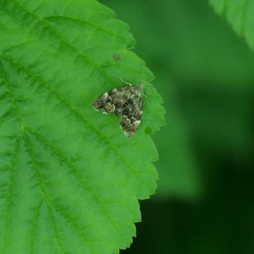 Common Nettle-tap, Ruige Hof Natuur Vereniging De, photo 9 of 10