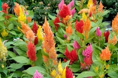 Celosia argentea plumosa