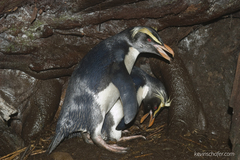 Eudyptes pachyrhynchus