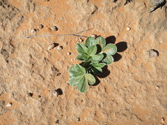Pediomelum castoreum