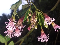 Aristeguietia glutinosa