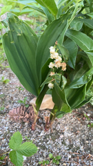 Convallaria majalis