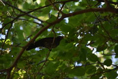 Turdus merula