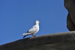 Columba livia domestica