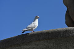 Columba livia domestica