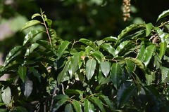 Pararge aegeria aegeria