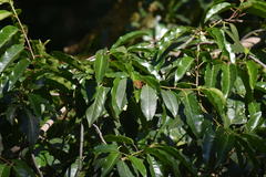 Pararge aegeria aegeria