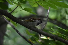 Passer domesticus