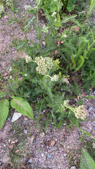 Achillea millefolium