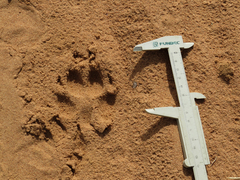 Chrysocyon brachyurus