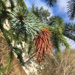 Picea sitchensis