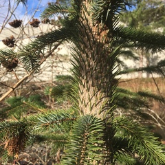 Picea sitchensis