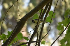 Parus major