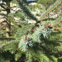 Picea sitchensis