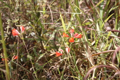 Alstroemeria gardneri