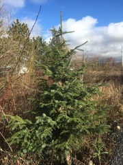 Picea sitchensis