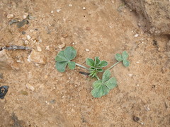 Pediomelum castoreum