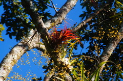 Tillandsia capitata