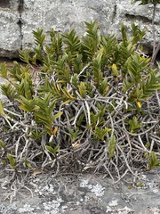 Tridactyle bicaudata rupestris