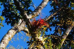 Tillandsia capitata