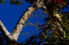 Oncidium sphacelatum