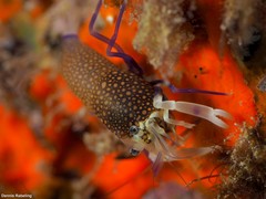 Gnathophyllum elegans