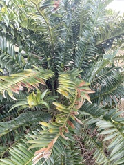 Encephalartos altensteinii