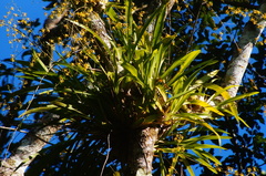 Oncidium sphacelatum