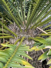 Encephalartos altensteinii