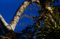 Oncidium sphacelatum