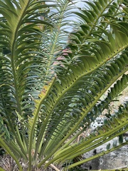 Encephalartos altensteinii
