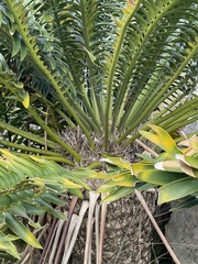 Encephalartos altensteinii