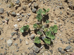 Pediomelum castoreum