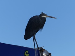Egretta gularis