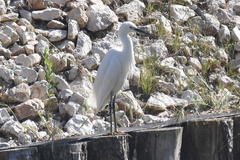 Egretta garzetta