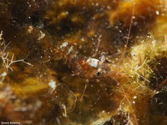 Eualus occultus