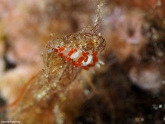 Flabellina dushia
