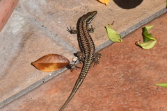 Podarcis muralis maculiventris