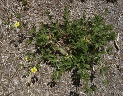 Potentilla inclinata