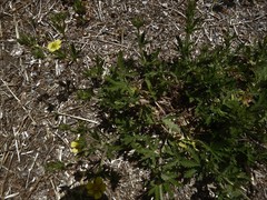 Potentilla inclinata