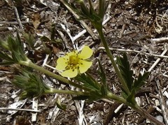 Potentilla inclinata