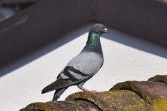 Columba livia domestica